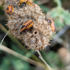 Agonoscelis rutila at The Pinnacle - 18 Apr 2024