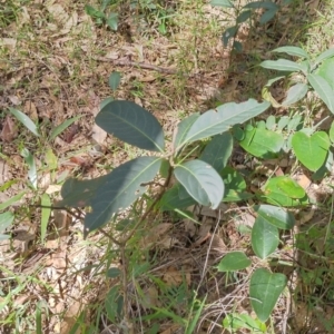 Rhodomyrtus psidioides at The Gap, NSW - suppressed