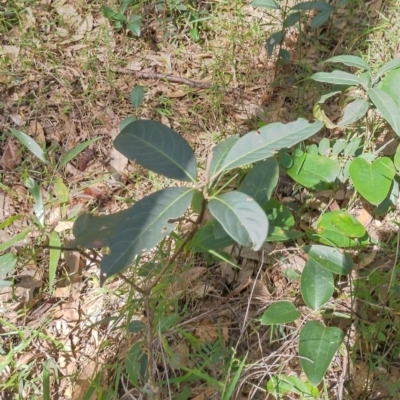 Rhodomyrtus psidioides (Native Guava) at The Gap, NSW - 14 Apr 2024 by NJ