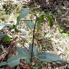 Rhodomyrtus psidioides at The Gap, NSW - suppressed