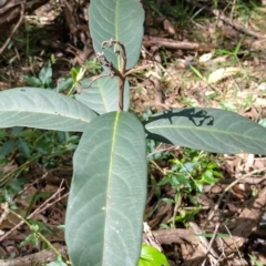 Rhodomyrtus psidioides at The Gap, NSW - suppressed