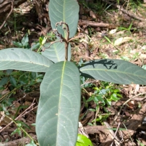 Rhodomyrtus psidioides at The Gap, NSW - suppressed