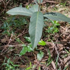 Rhodomyrtus psidioides at The Gap, NSW - suppressed