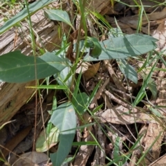 Rhodomyrtus psidioides at The Gap, NSW - suppressed
