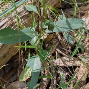 Rhodomyrtus psidioides at The Gap, NSW - suppressed