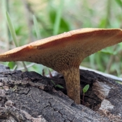 Lentinus arcularius (Fringed Polypore) at The Pinnacle - 18 Apr 2024 by CattleDog