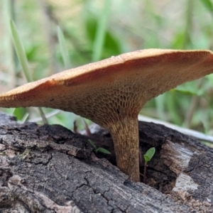 Unidentified Cap on a stem; pores below cap [boletes & stemmed polypores] at suppressed by CattleDog