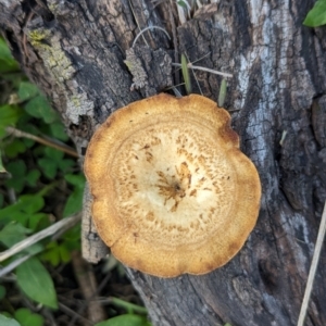 Lentinus arcularius at The Pinnacle - 18 Apr 2024 10:24 AM