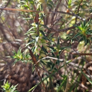 Melichrus urceolatus at QPRC LGA - 18 Apr 2024