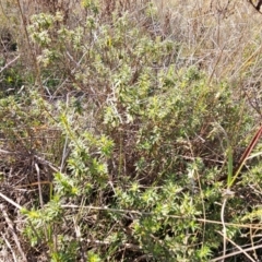 Melichrus urceolatus at QPRC LGA - 18 Apr 2024