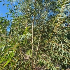 Eucalyptus gregsoniana at Red Hill, ACT - 23 Apr 2024