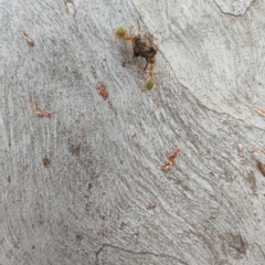 Unidentified Ant (Hymenoptera, Formicidae) at Cape Cleveland, QLD - 18 Apr 2024 by LyndalT