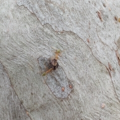 Oecophylla smaragdina at Cape Cleveland, QLD - 18 Apr 2024 10:45 AM