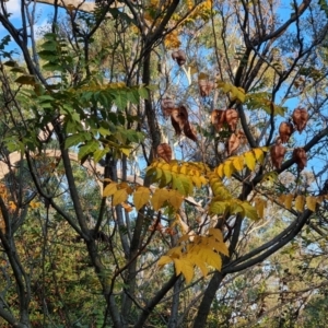 Koelreuteria paniculata (Golden Rain Tree) at Symonston, ACT by Mike