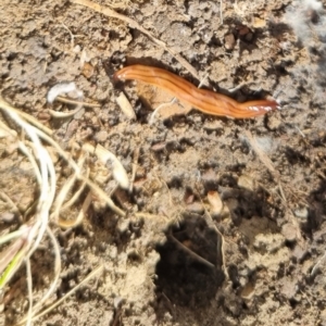 Anzoplana trilineata (A Flatworm) at QPRC LGA by clarehoneydove