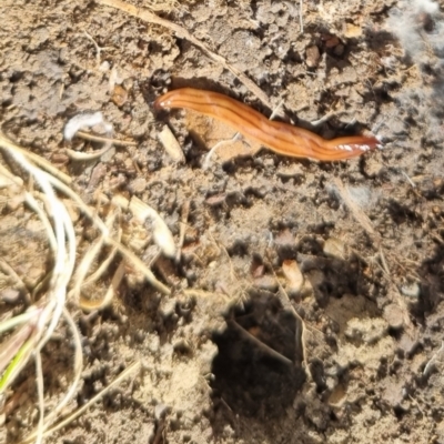 Anzoplana trilineata (A Flatworm) at Bungendore, NSW - 18 Apr 2024 by clarehoneydove