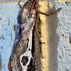 Abantiades labyrinthicus (Labyrinthine Ghost Moth) at Michelago, NSW - 18 Apr 2024 by Ged