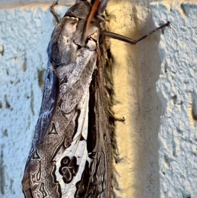 Abantiades labyrinthicus (Labyrinthine Ghost Moth) at Michelago, NSW - 18 Apr 2024 by Ged