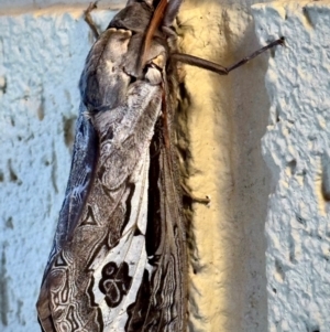 Abantiades labyrinthicus (Labyrinthine Ghost Moth) at suppressed by Ged
