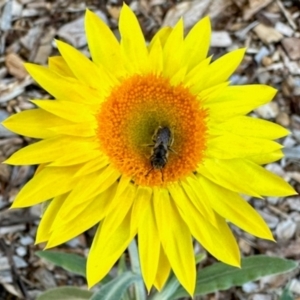 Lasioglossum (Chilalictus) lanarium at Aranda, ACT - 14 Apr 2024 04:23 PM