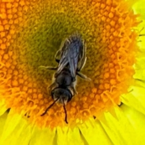 Lasioglossum (Chilalictus) lanarium at Aranda, ACT - 14 Apr 2024 04:23 PM