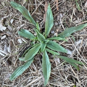 Plantago lanceolata (Ribwort Plantain, Lamb's Tongues) at Aranda, ACT by KMcCue