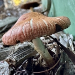 Leratiomyces ceres (Red Woodchip Fungus) at Aranda, ACT - 14 Apr 2024 by KMcCue