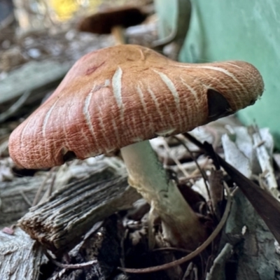 Leratiomyces ceres (Red Woodchip Fungus) at Aranda, ACT - 14 Apr 2024 by KMcCue