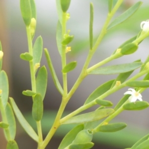 Olax stricta at Wattle Ridge - 17 Apr 2024