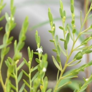 Olax stricta at Wattle Ridge - 17 Apr 2024