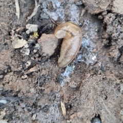 Ambigolimax sp. (valentius and waterstoni) (Striped Field Slug) at QPRC LGA - 18 Apr 2024 by clarehoneydove