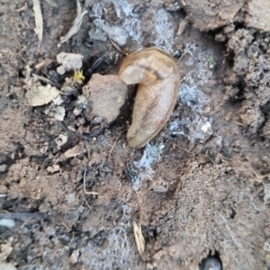Ambigolimax nyctelia (Striped Field Slug) at QPRC LGA by clarehoneydove