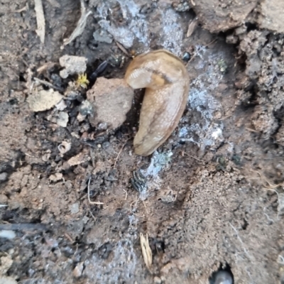 Ambigolimax nyctelia (Striped Field Slug) at suppressed - 18 Apr 2024 by clarehoneydove