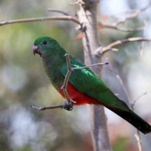 Alisterus scapularis at Higgins, ACT - 13 Apr 2024