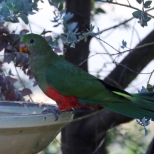 Alisterus scapularis at Higgins, ACT - 13 Apr 2024