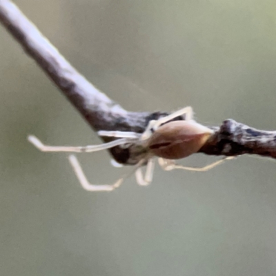 Cheiracanthium gracile (Slender sac spider) at QPRC LGA - 18 Apr 2024 by Hejor1