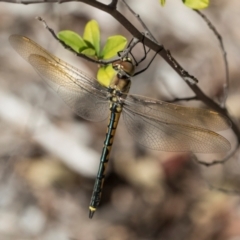 Hemicordulia tau (Tau Emerald) at Acton, ACT - 8 Apr 2024 by AlisonMilton