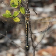 Hemicordulia tau at ANBG - 8 Apr 2024