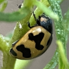 Coccinella transversalis (Transverse Ladybird) at Greenleigh, NSW - 18 Apr 2024 by Hejor1