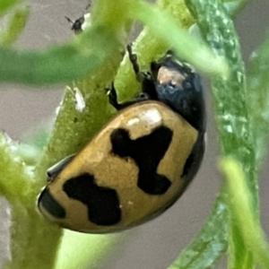 Coccinella transversalis at QPRC LGA - 18 Apr 2024