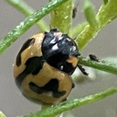 Coccinella transversalis at QPRC LGA - 18 Apr 2024