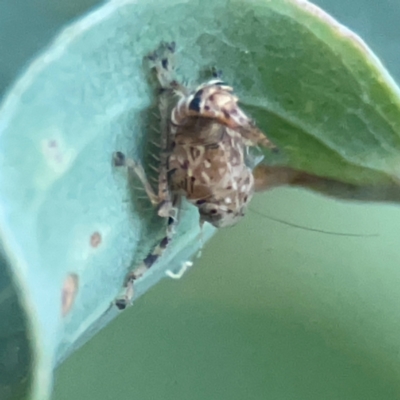 Fulgoroidea (superfamily) (Unidentified fulgoroid planthopper) at QPRC LGA - 18 Apr 2024 by Hejor1