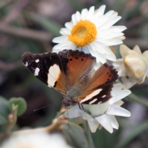 Vanessa itea at ANBG - 8 Apr 2024