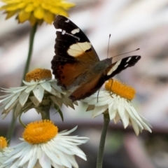 Vanessa itea at ANBG - 8 Apr 2024