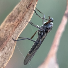 Boreoides subulatus (Wingless Soldier Fly) at QPRC LGA - 18 Apr 2024 by Hejor1