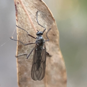 Boreoides subulatus at QPRC LGA - 18 Apr 2024