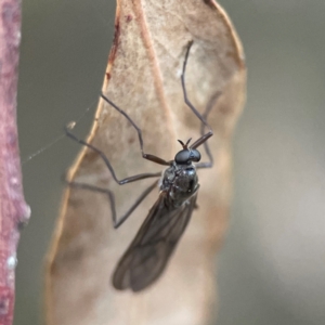 Boreoides subulatus at QPRC LGA - 18 Apr 2024