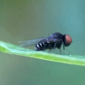 Lindneromyia sp. at QPRC LGA - 18 Apr 2024