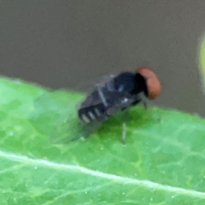 Lindneromyia sp. at QPRC LGA - 18 Apr 2024