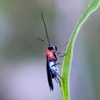 Braconidae (family) (Unidentified braconid wasp) at QPRC LGA - 18 Apr 2024 by Hejor1